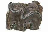 Fossil Woolly Rhino (Coelodonta) Tooth - Siberia #206459-1